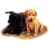 [Labrador+Retriever+Puppies.jpg]