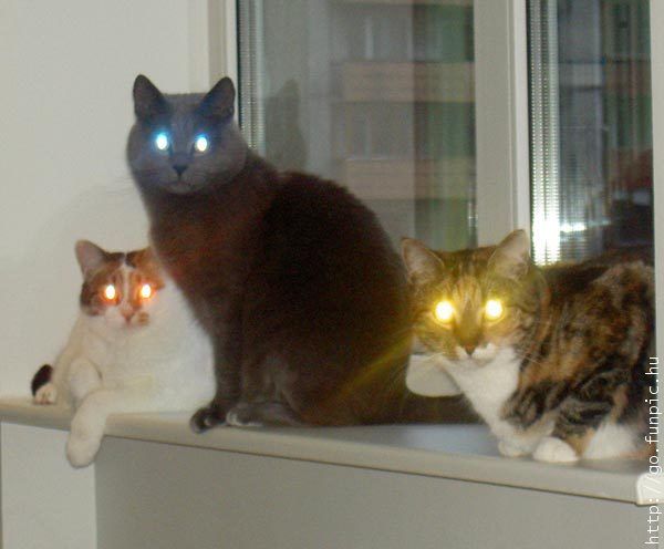 [lighting+cats.jpg]