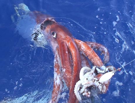 [caught+giant+squid.jpg]