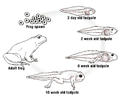 frog life cycle
