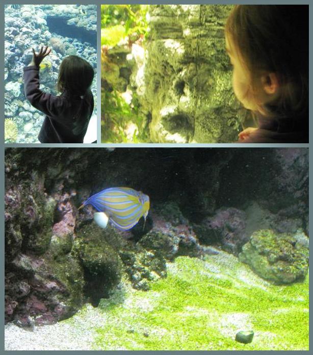 [aquarium+1.jpg]
