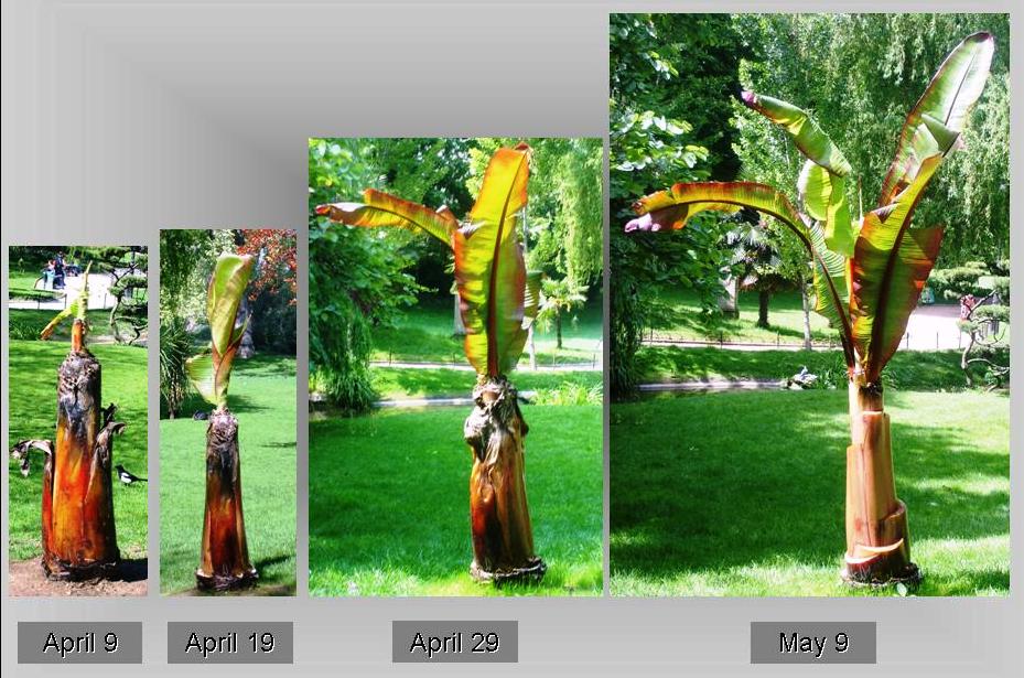 [Babnan+tree+May+9.jpg]