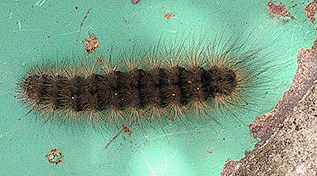 [Fuzzy+caterpillar.jpg]