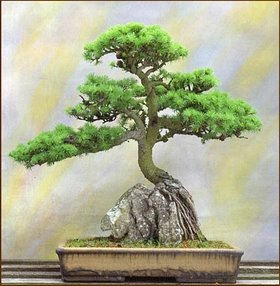 [bonsai-conifer-tree.jpg]