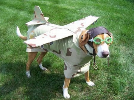 [aeroplane+dog.jpg]