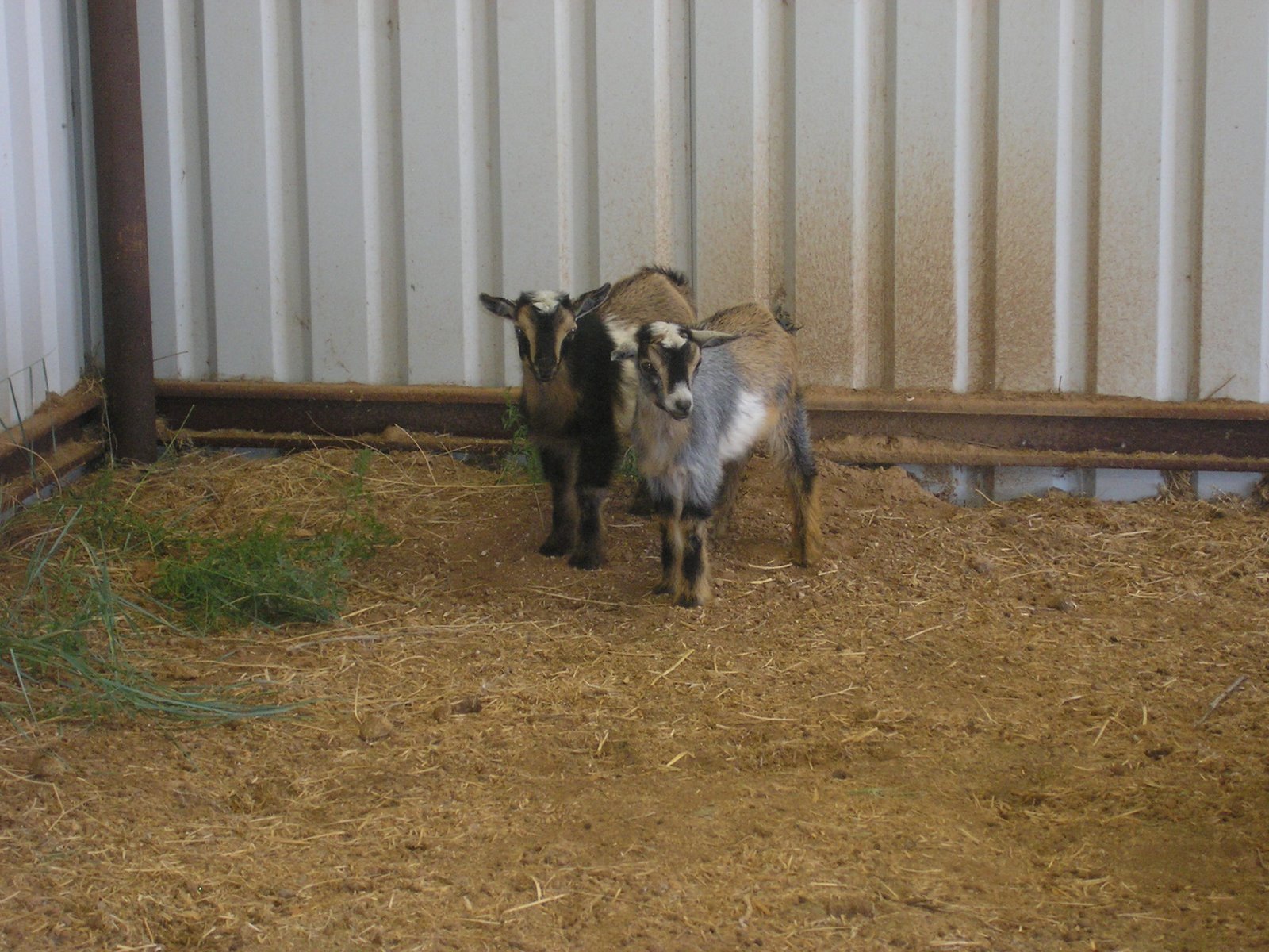 [goats.jpg]
