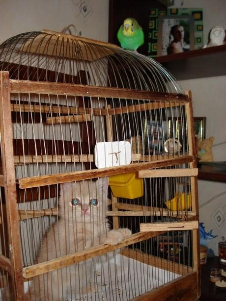 [cat+in+cage.bmp]