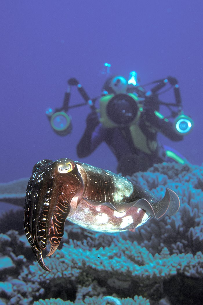 [Cuttlefish+Vanuatu+-+copyright+Jett+Britnell+-+All+Rights+Reserved.jpg]