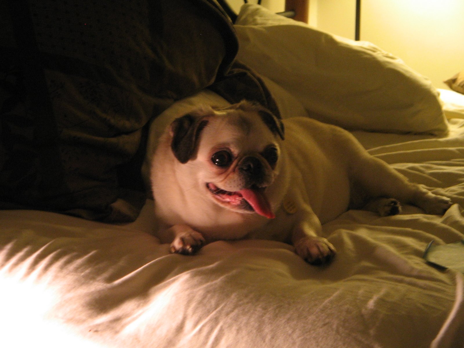 [Pug+Pictures.jpg]