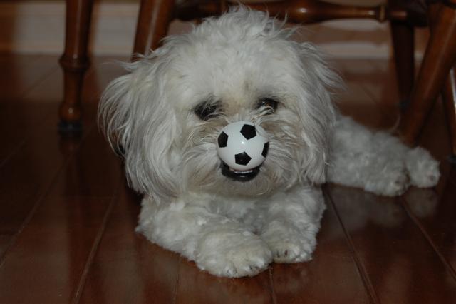 [Daisy+soccer+ball+nose.jpg]