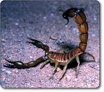 [scorpion.jpg]