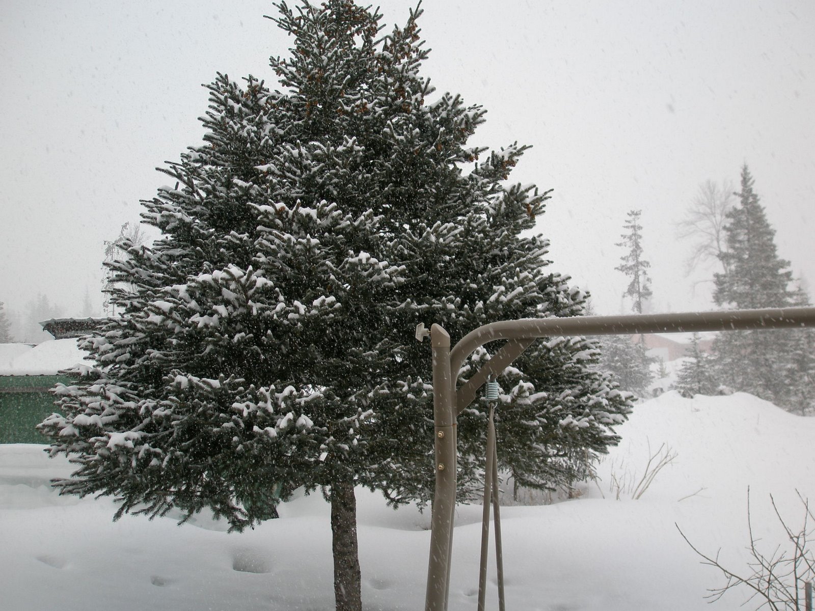 [tree+in+the+back+&+snowing+hard.JPG]