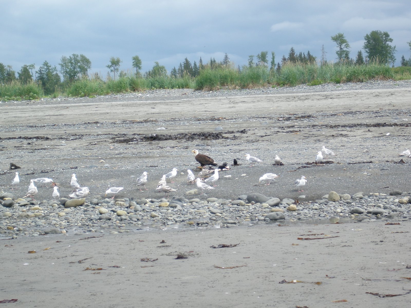 [eagle+nad+sea+gulls+on+the+beach.JPG]