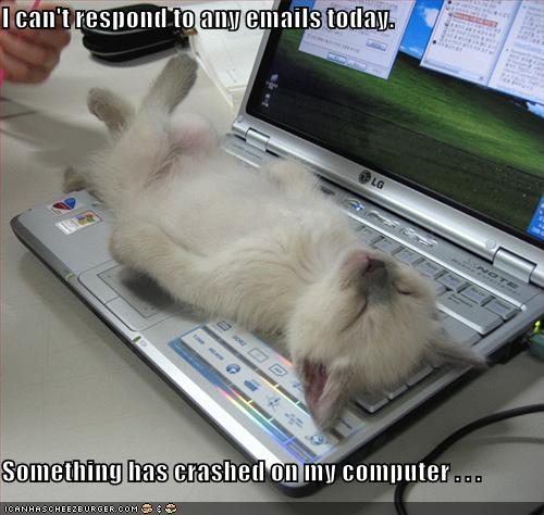 [kitten-crashed-laptop-721809.jpg]