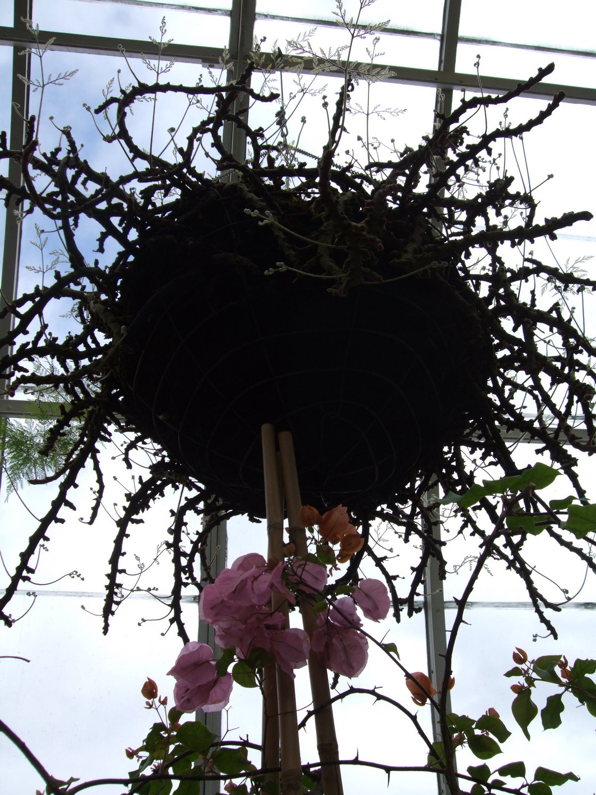 [Orchid+show+08+062.JPG]