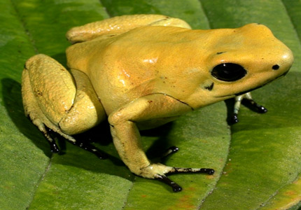 [golden-poison-frog.jpg]