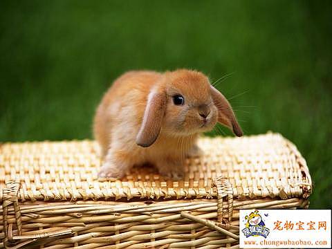[cute-little-bunnies7.jpg]