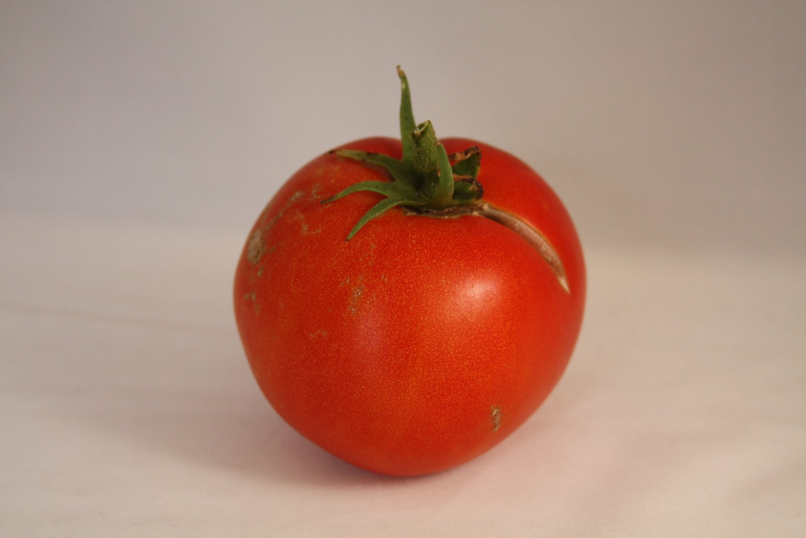 [Tomato_06+12+08_0009.JPG]