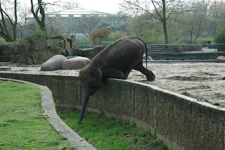  I took this picture... what a creative (or desperate) elephant! :)