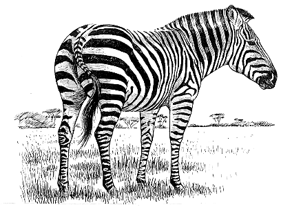 [zebra.gif]
