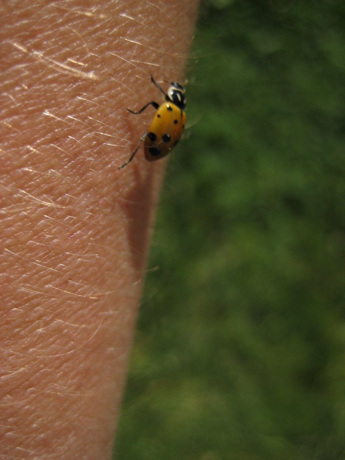 [Ladybugs+013.jpg]