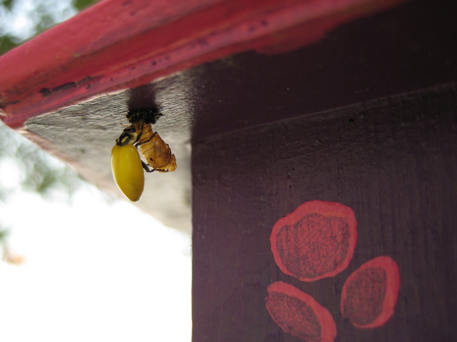 [Ladybugs+023.jpg]