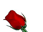 [Flowers_Red_rose__prv[1].gif]