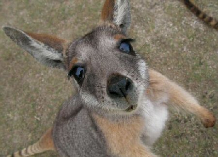 [baby_kangaroo.jpg]