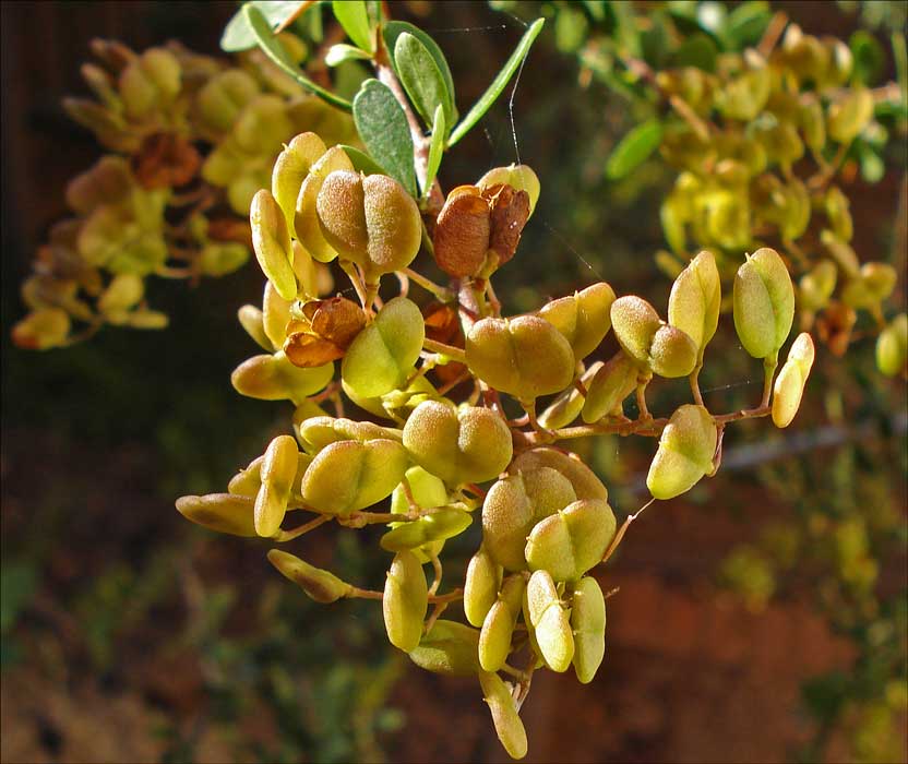 Bursaria spinosa seed capsules