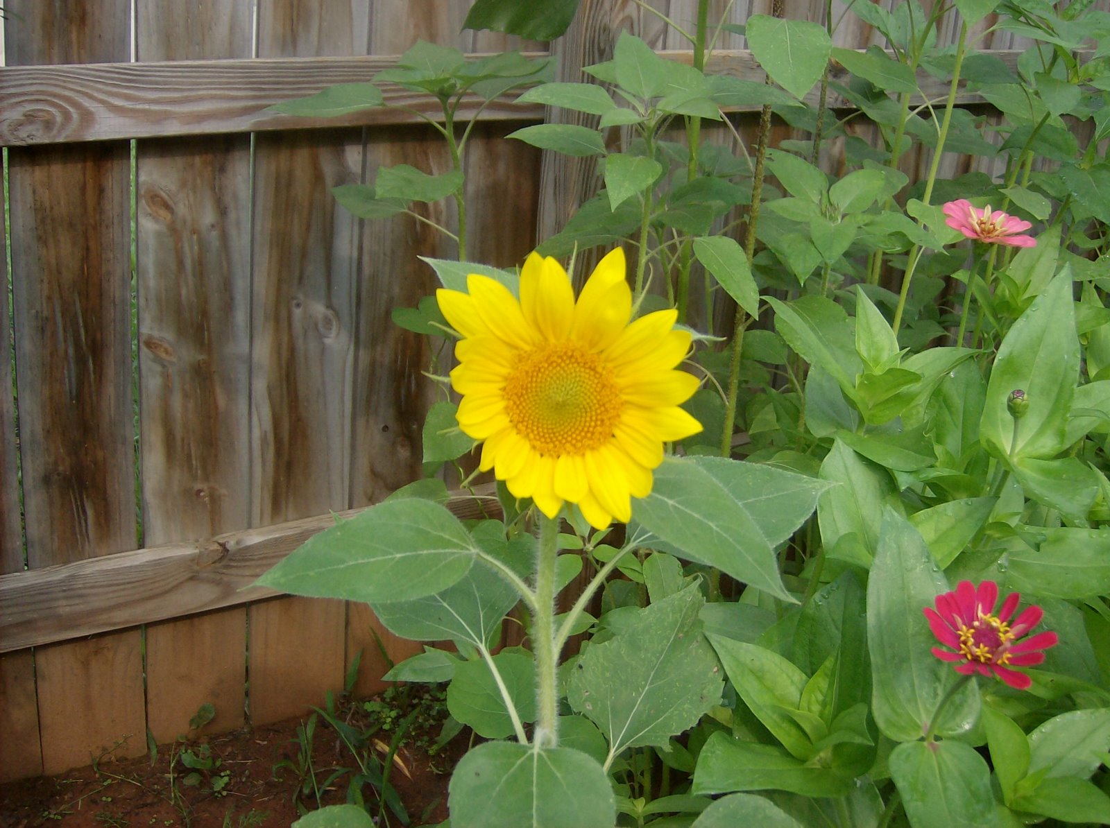 [sunflower+005.JPG]