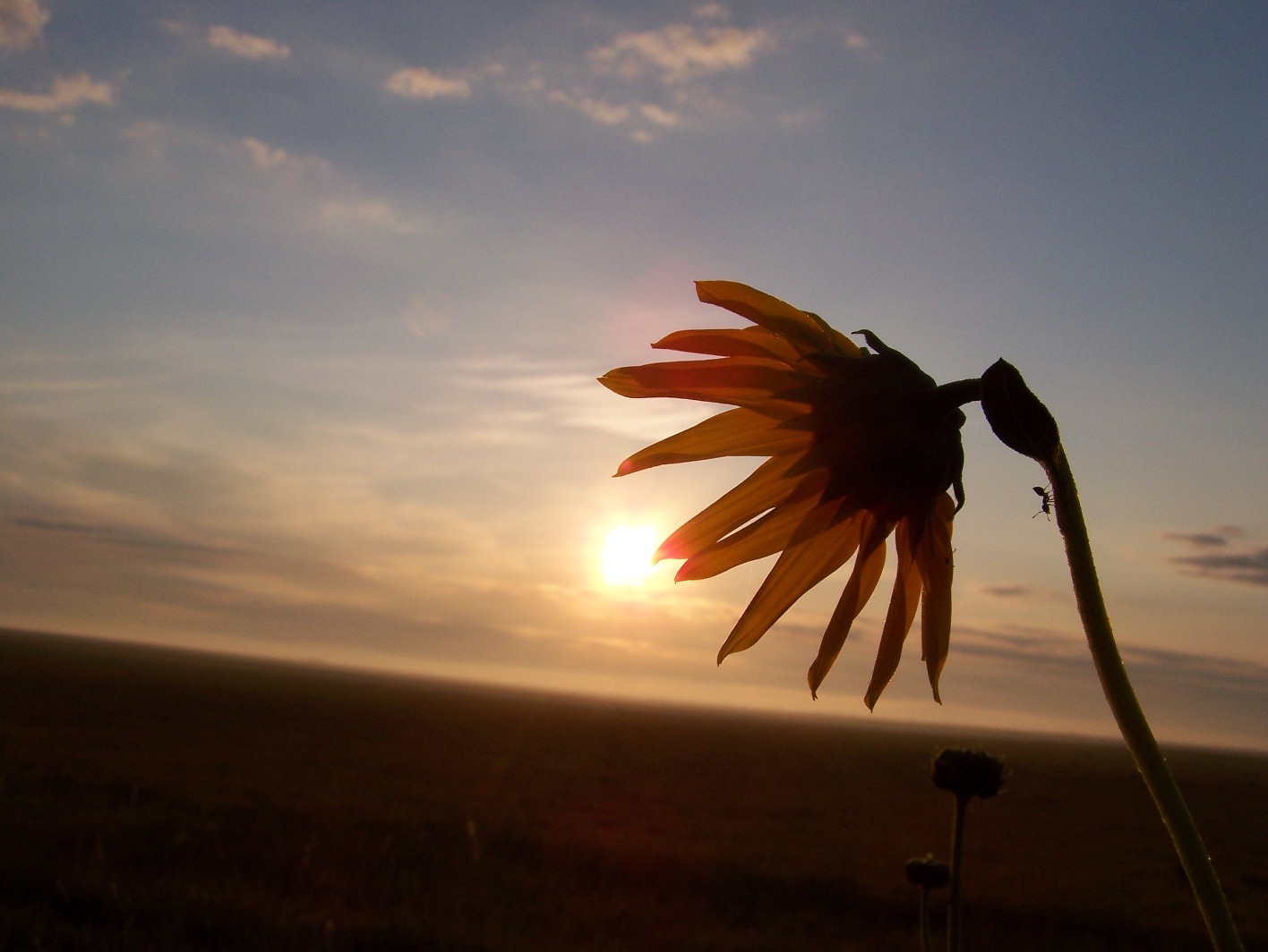 [Sunflower+and+Ant+greeting+sun.JPG]