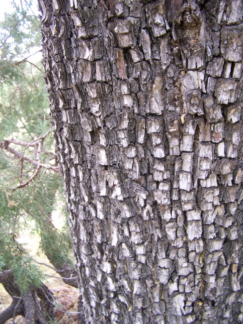 [Juniperus+deepiona+bark.jpg]