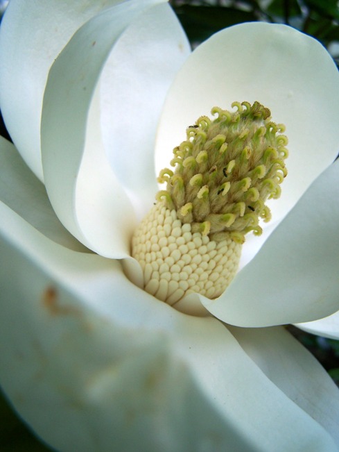 [duke+magnolia+2.JPG]