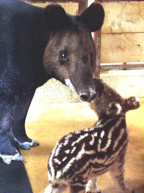 [tapirmomandbabyW.jpg]