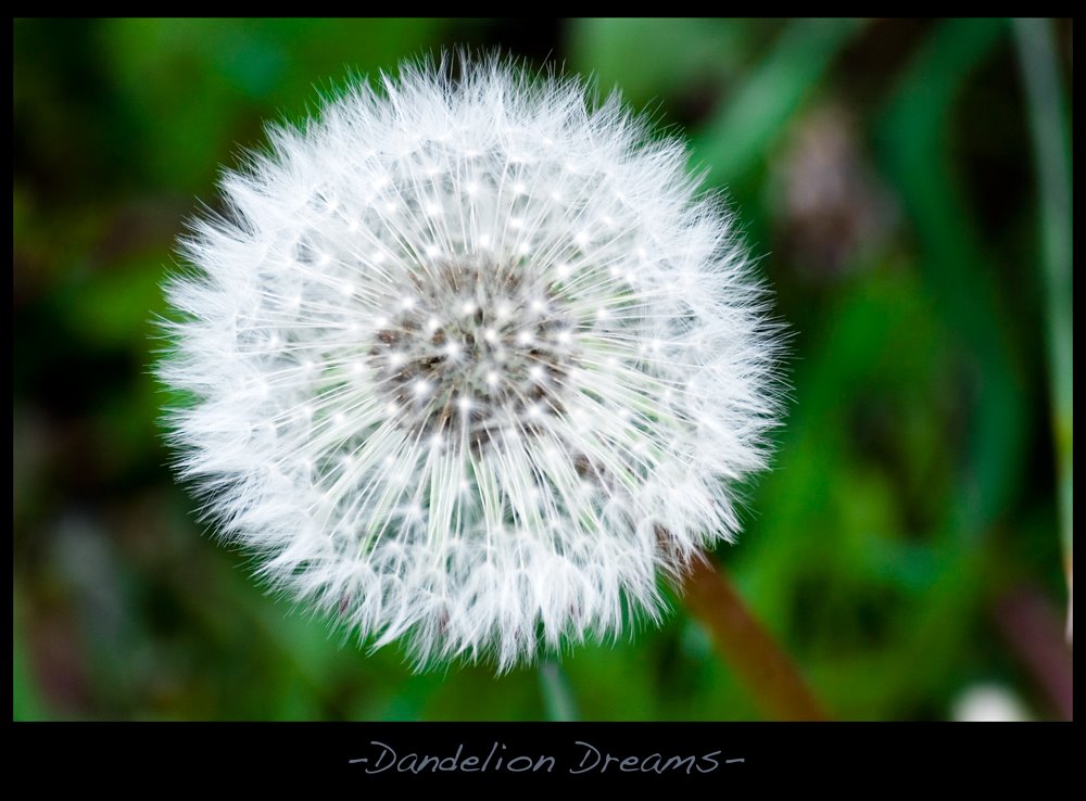 [_Dandelion_dreams__by_TempusF.jpg]