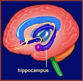 [hippocampus.jpg]