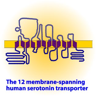 [serotonin+transporter+gene.jpg]