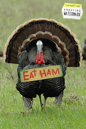 [eat_ham_turkey.jpg]