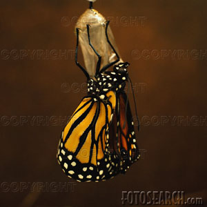 [monarch-emerging-from-chrysalis-~-wl000741.jpg]