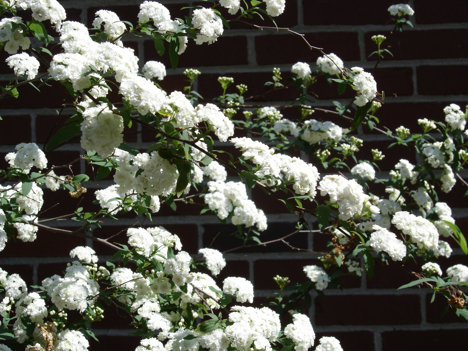 [white+flower+bush.JPG]