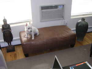 [walnut+leather+ottoman+(puppy+not+included)+$50.jpg]