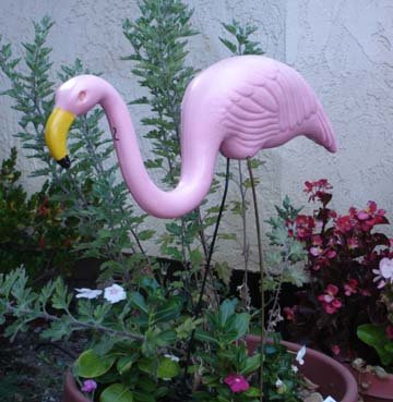 [flamingoes2.jpg]
