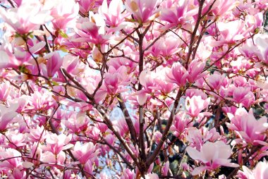 [ist2_2848323_blooming_magnolia.jpg]