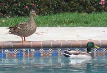[Ducks.jpg]