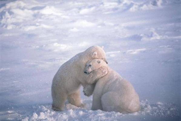 [hug+polar.jpg]
