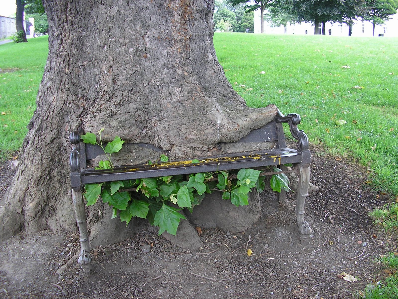 [12.Chair_eating_tree_Dublin_190805.JPG]