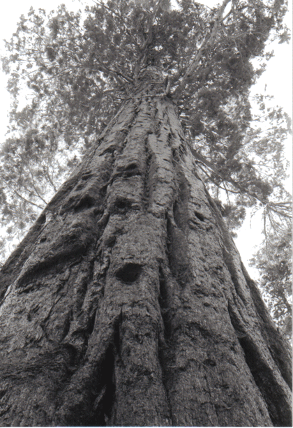 [sequoia0_11_87.gif]