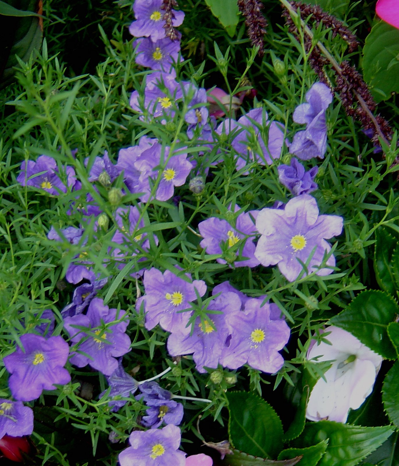 [purple+flowers.jpg]