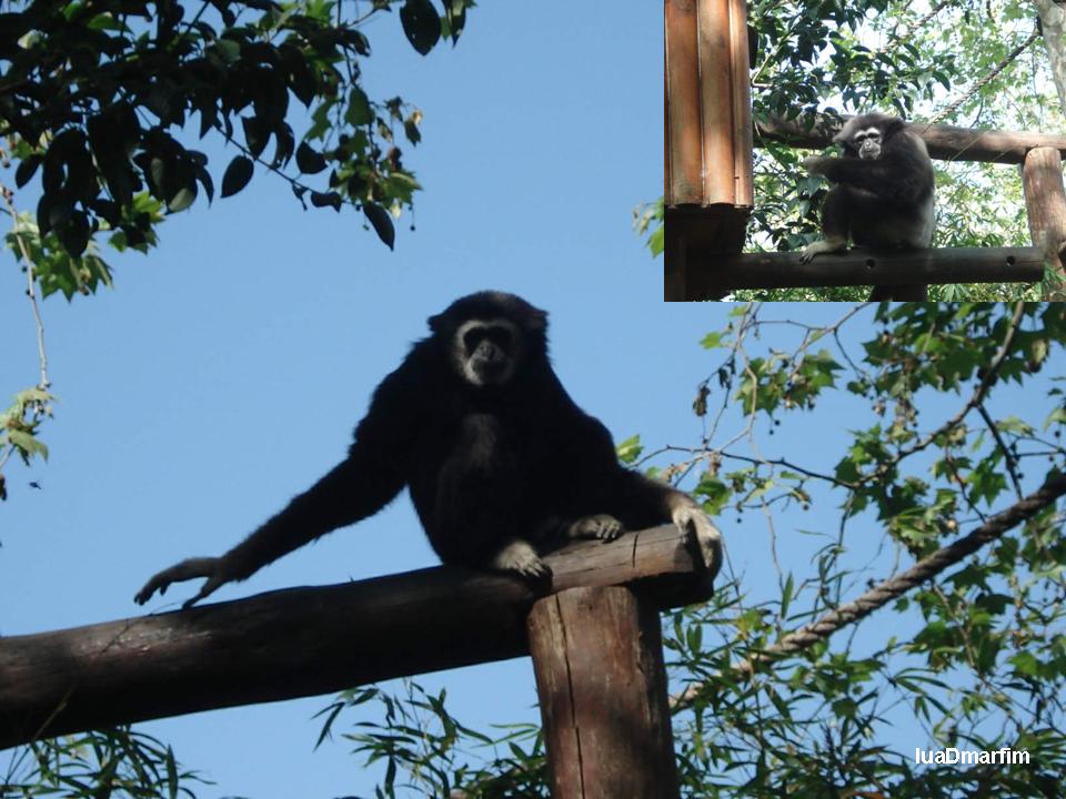[Maia+Zoo+-+05.04.2008+-+primatas+A.jpg.jpg]