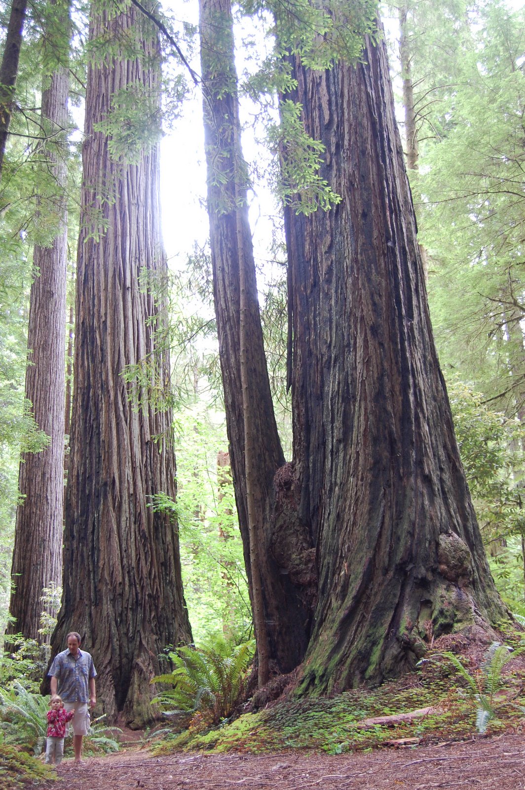 [redwoods2007+(133).JPG]
